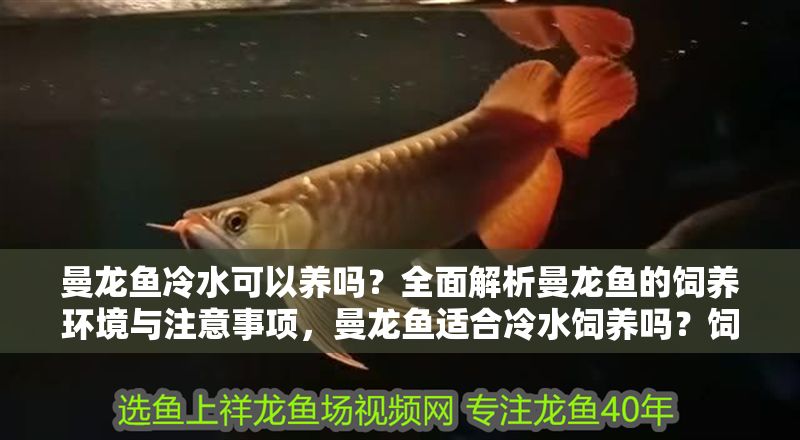 曼龍魚冷水可以養(yǎng)嗎？全面解析曼龍魚的飼養(yǎng)環(huán)境與注意事項，曼龍魚適合冷水飼養(yǎng)嗎？飼養(yǎng)環(huán)境與關(guān)鍵注意事項詳解