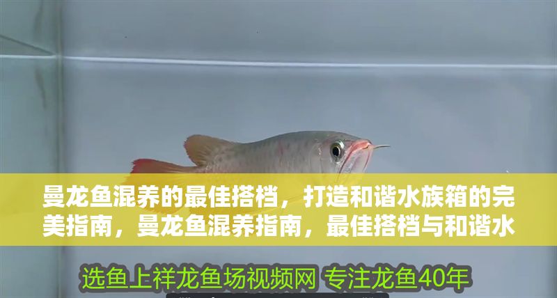 曼龍魚混養的最佳搭檔，打造和諧水族箱的完美指南，曼龍魚混養指南，最佳搭檔與和諧水族箱打造技巧