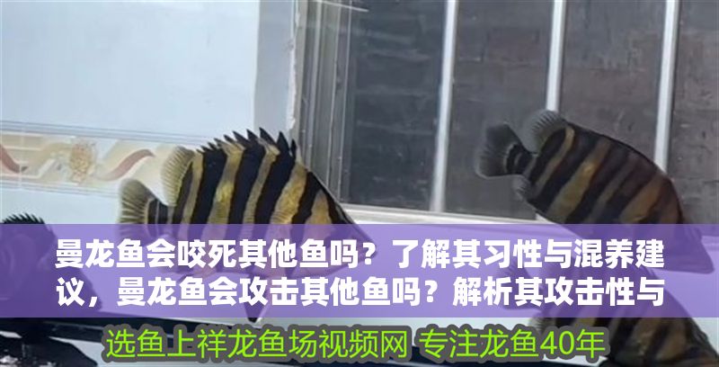 曼龍魚會咬死其他魚嗎？了解其習(xí)性與混養(yǎng)建議，曼龍魚會攻擊其他魚嗎？解析其攻擊性與安全混養(yǎng)策略