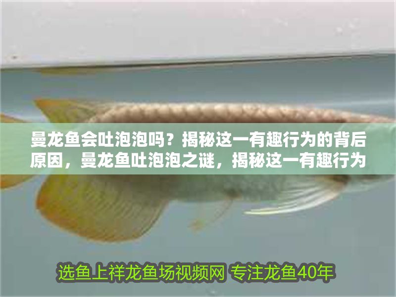 曼龍魚會吐泡泡嗎？揭秘這一有趣行為的背后原因，曼龍魚吐泡泡之謎，揭秘這一有趣行為的科學原因