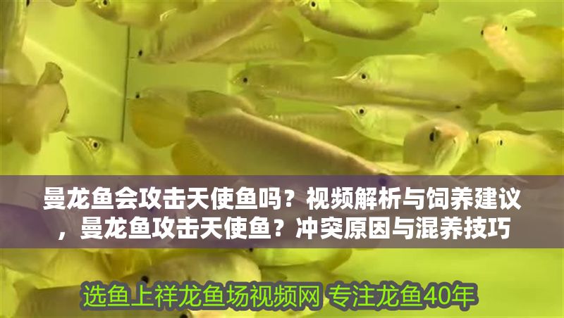 曼龍魚會(huì)攻擊天使魚嗎？視頻解析與飼養(yǎng)建議，曼龍魚攻擊天使魚？沖突原因與混養(yǎng)技巧