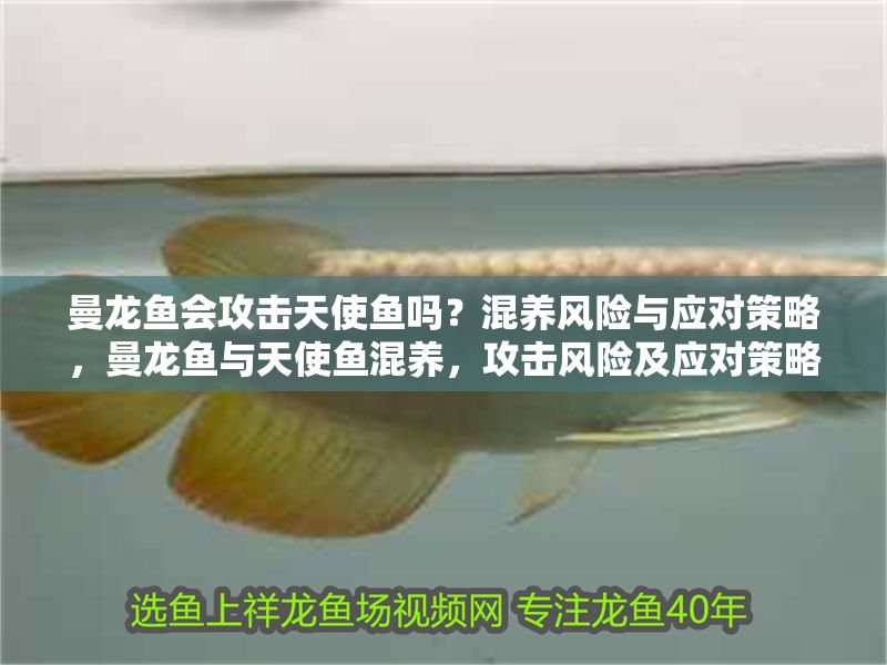曼龍魚會攻擊天使魚嗎？混養風險與應對策略，曼龍魚與天使魚混養，攻擊風險及應對策略全解析 曼龍魚會攻擊天使魚嗎？混養風險與應對策略，曼龍魚與天使魚混養，攻擊風險及應對策略全解析 龍魚百科 第1張