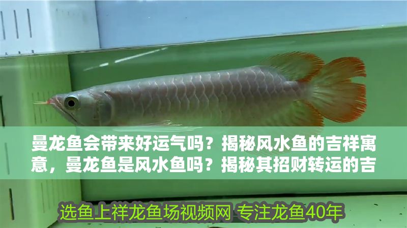 曼龍魚會(huì)帶來好運(yùn)氣嗎？揭秘風(fēng)水魚的吉祥寓意，曼龍魚是風(fēng)水魚嗎？揭秘其招財(cái)轉(zhuǎn)運(yùn)的吉祥寓意