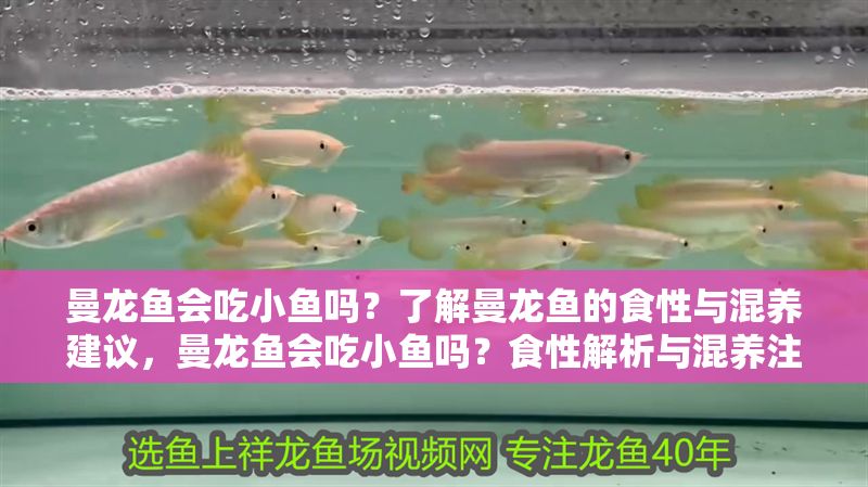 曼龍魚會(huì)吃小魚嗎？了解曼龍魚的食性與混養(yǎng)建議，曼龍魚會(huì)吃小魚嗎？食性解析與混養(yǎng)注意事項(xiàng)