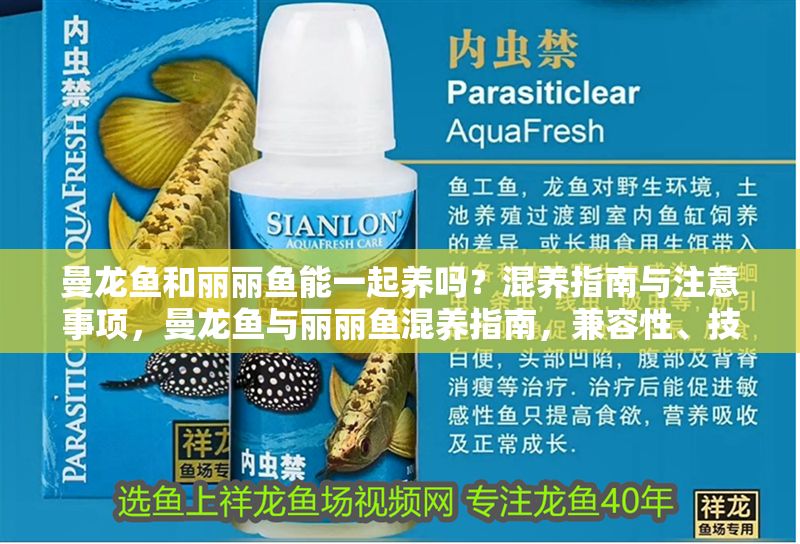 曼龍魚和麗麗魚能一起養(yǎng)嗎？混養(yǎng)指南與注意事項(xiàng)，曼龍魚與麗麗魚混養(yǎng)指南，兼容性、技巧及注意事項(xiàng)