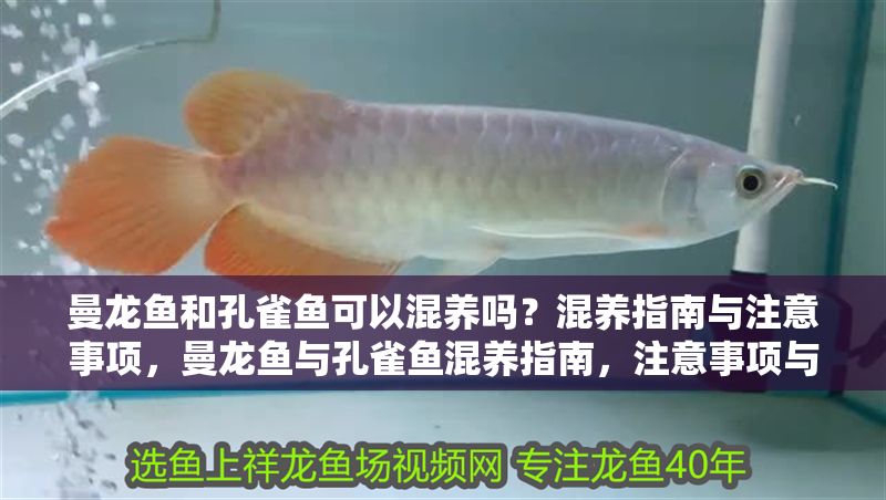 曼龍魚和孔雀魚可以混養嗎？混養指南與注意事項，曼龍魚與孔雀魚混養指南，注意事項與技巧 曼龍魚和孔雀魚可以混養嗎？混養指南與注意事項，曼龍魚與孔雀魚混養指南，注意事項與技巧 龍魚百科 第1張