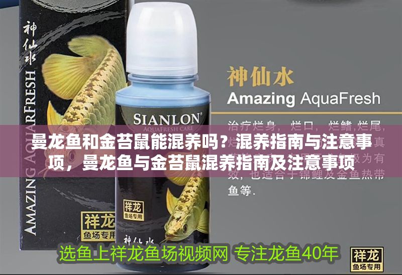 曼龍魚和金苔鼠能混養嗎？混養指南與注意事項，曼龍魚與金苔鼠混養指南及注意事項 曼龍魚和金苔鼠能混養嗎？混養指南與注意事項，曼龍魚與金苔鼠混養指南及注意事項 龍魚百科 第1張