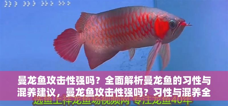 曼龍魚攻擊性強嗎？全面解析曼龍魚的習性與混養建議，曼龍魚攻擊性強嗎？習性與混養全解析