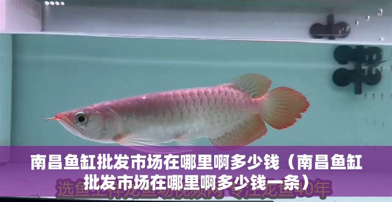 南昌魚缸批發市場在哪里啊多少錢（南昌魚缸批發市場在哪里啊多少錢一條）
