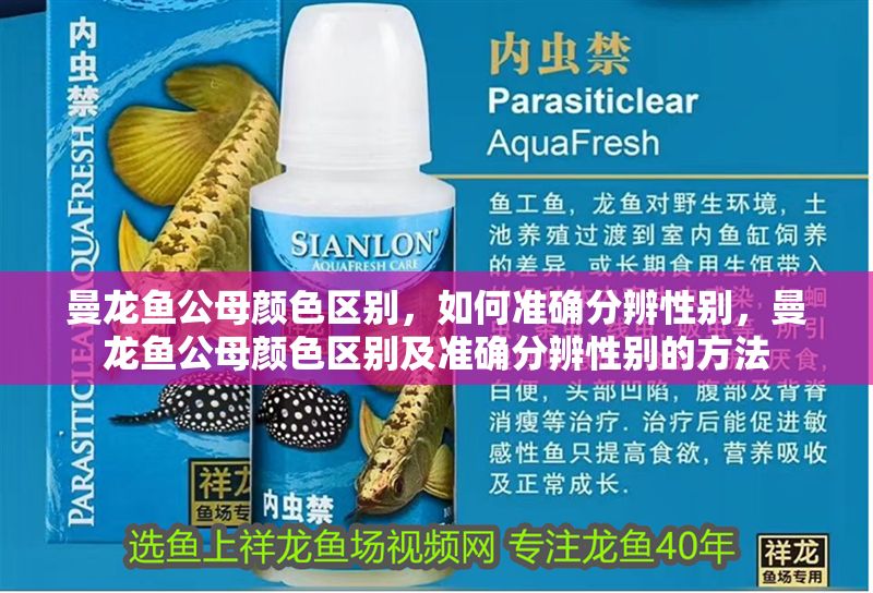 曼龍魚公母顏色區別，如何準確分辨性別，曼龍魚公母顏色區別及準確分辨性別的方法
