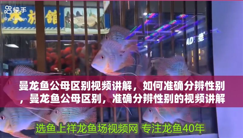 曼龍魚公母區(qū)別視頻講解，如何準(zhǔn)確分辨性別，曼龍魚公母區(qū)別，準(zhǔn)確分辨性別的視頻講解
