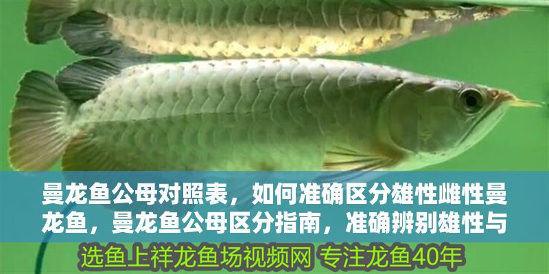 曼龍魚公母對照表,如何準確區(qū)分雄性雌性曼龍魚,曼龍魚公母區(qū)分指南,準確辨別雄性與雌性的方法