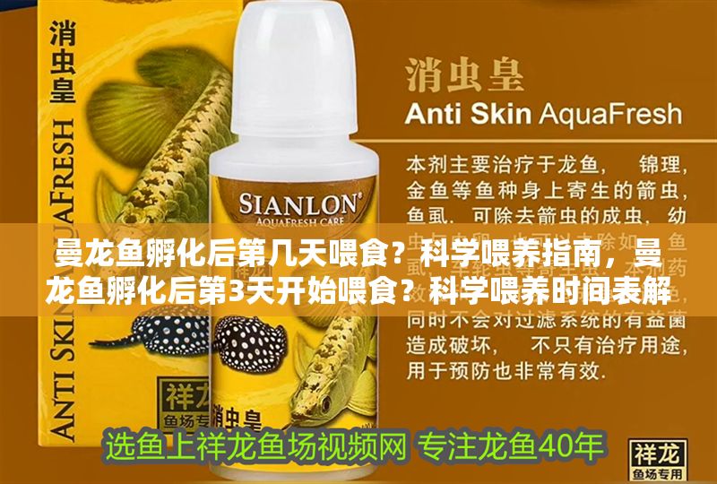 曼龍魚孵化后第幾天喂食？科學喂養指南，曼龍魚孵化后第3天開始喂食？科學喂養時間表解析