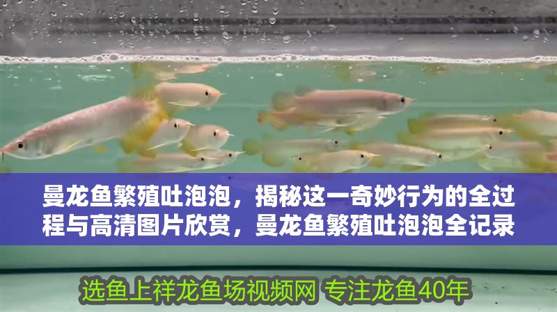 曼龍魚繁殖吐泡泡，揭秘這一奇妙行為的全過程與高清圖片欣賞，曼龍魚繁殖吐泡泡全記錄，揭秘奇妙行為與高清實拍圖賞