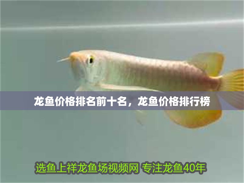 龍魚價格排名前十名，龍魚價格排行榜 龍魚價格排名前十名，龍魚價格排行榜 龍魚百科 第2張