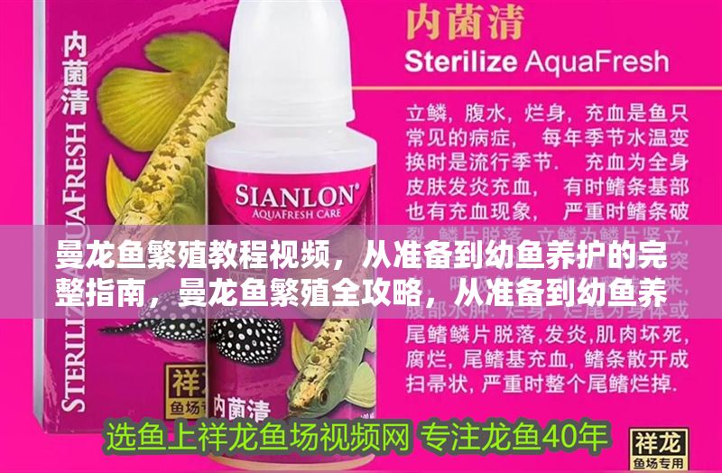 曼龍魚繁殖教程視頻，從準備到幼魚養護的完整指南，曼龍魚繁殖全攻略，從準備到幼魚養護的完整視頻教程