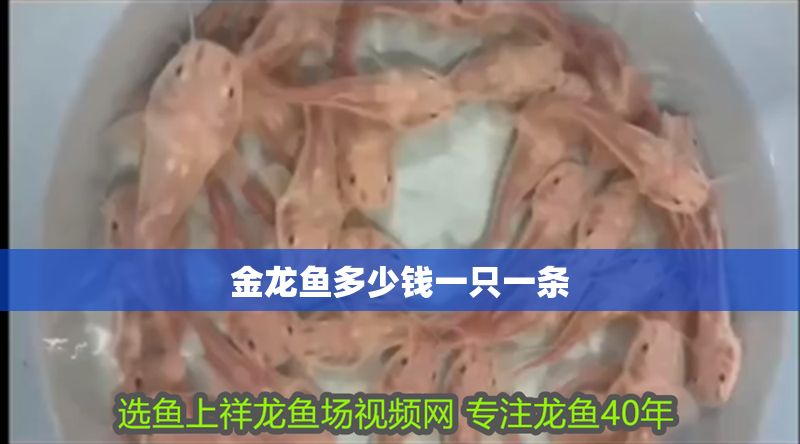 金龍魚(yú)多少錢(qián)一只一條