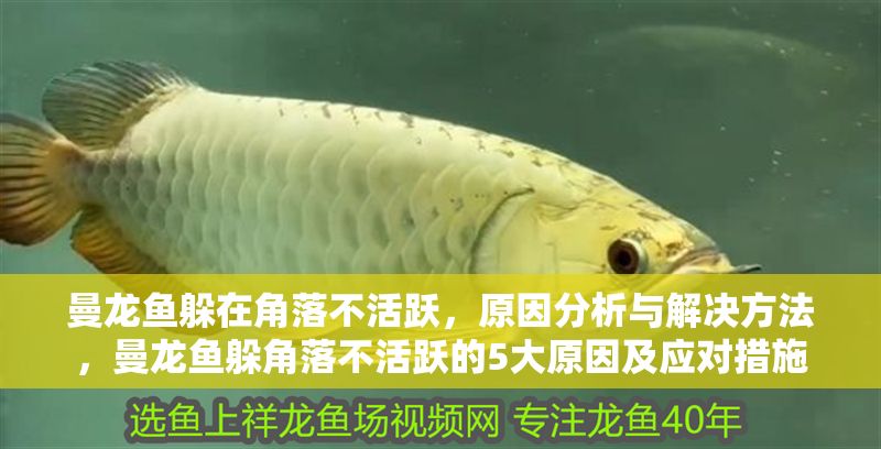 曼龍魚躲在角落不活躍，原因分析與解決方法，曼龍魚躲角落不活躍的5大原因及應(yīng)對(duì)措施