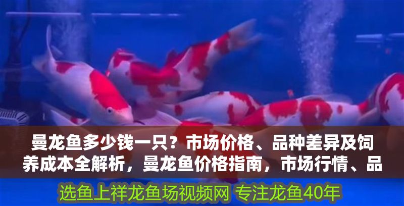 曼龍魚多少錢一只？市場價格、品種差異及飼養成本全解析，曼龍魚價格指南，市場行情、品種區別與飼養費用詳解 曼龍魚多少錢一只？市場價格、品種差異及飼養成本全解析，曼龍魚價格指南，市場行情、品種區別與飼養費用詳解 龍魚百科 第1張