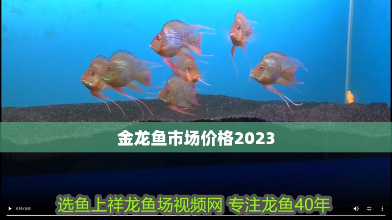 金龍魚市場價格2023