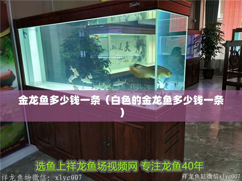 金龍魚多少錢一條（白色的金龍魚多少錢一條）