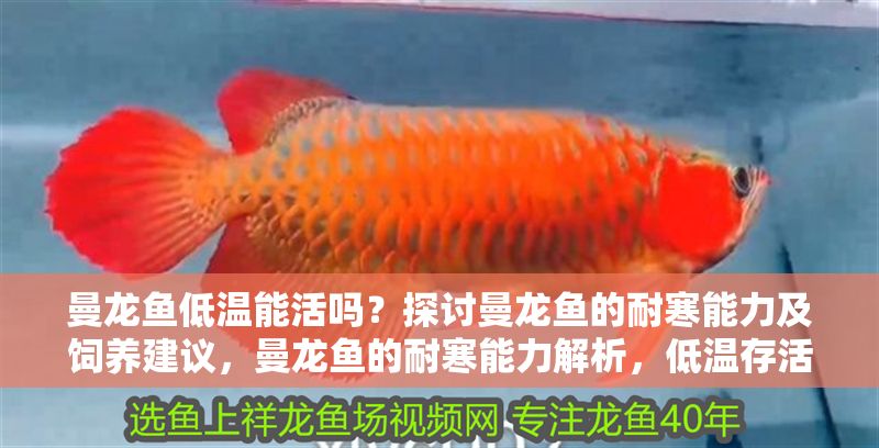 曼龍魚低溫能活嗎？探討曼龍魚的耐寒能力及飼養建議，曼龍魚的耐寒能力解析，低溫存活條件與飼養要點