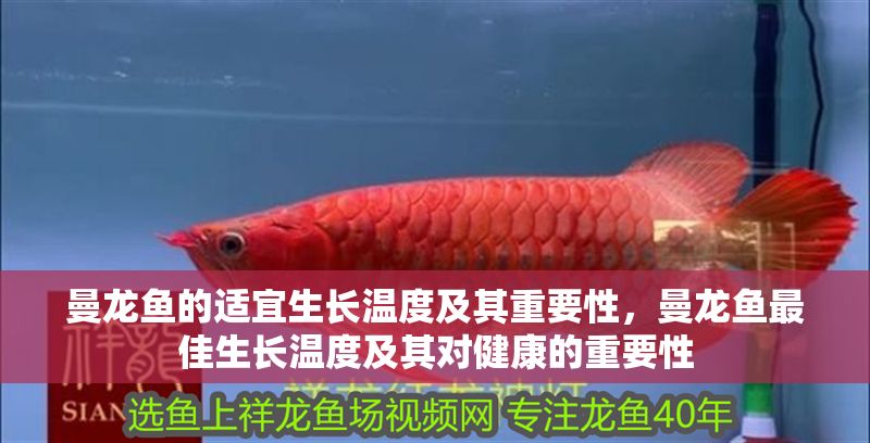 曼龍魚的適宜生長溫度及其重要性，曼龍魚最佳生長溫度及其對(duì)健康的重要性
