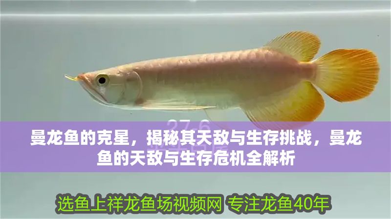 曼龍魚的克星，揭秘其天敵與生存挑戰，曼龍魚的天敵與生存危機全解析 曼龍魚的克星，揭秘其天敵與生存挑戰，曼龍魚的天敵與生存危機全解析 龍魚百科 第1張