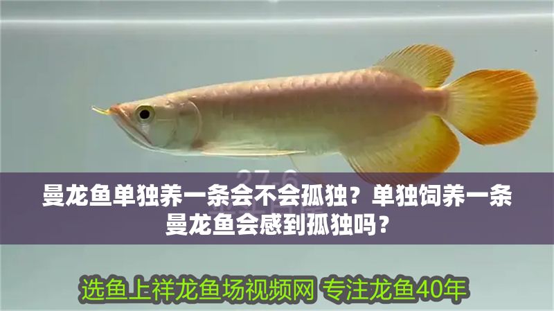 曼龍魚單獨(dú)養(yǎng)一條會不會孤獨(dú)?單獨(dú)飼養(yǎng)一條曼龍魚會感到孤獨(dú)嗎? 龍魚百科 第1張 曼龍魚單獨(dú)養(yǎng)一條會不會孤獨(dú)?單獨(dú)飼養(yǎng)一條曼龍魚會感到孤獨(dú)嗎? 曼龍魚單獨(dú)養(yǎng)一條會不會孤獨(dú)?單獨(dú)飼養(yǎng)一條曼龍魚會感到孤獨(dú)嗎? 龍魚百科 第1張