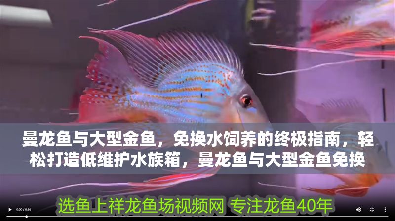 曼龍魚與大型金魚，免換水飼養(yǎng)的終極指南，輕松打造低維護(hù)水族箱，曼龍魚與大型金魚免換水飼養(yǎng)終極指南，輕松打造低維護(hù)水族箱