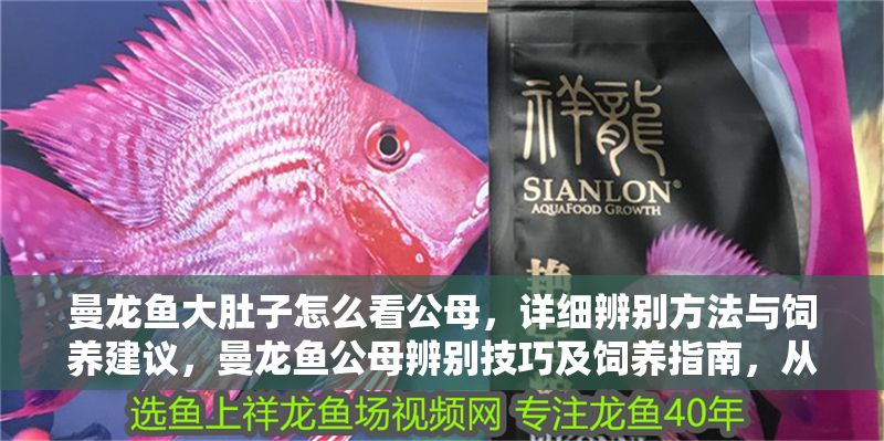 曼龍魚大肚子怎么看公母，詳細辨別方法與飼養建議，曼龍魚公母辨別技巧及飼養指南，從大肚子特征到科學喂養 曼龍魚大肚子怎么看公母，詳細辨別方法與飼養建議，曼龍魚公母辨別技巧及飼養指南，從大肚子特征到科學喂養 龍魚百科 第1張