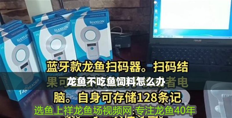 龍魚不吃魚飼料怎么辦