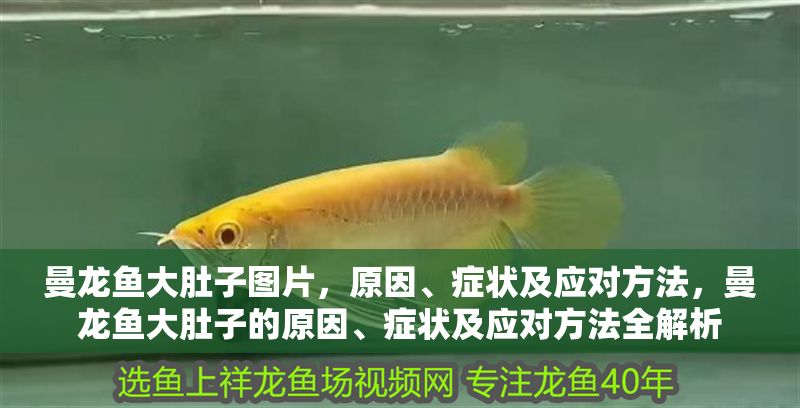 曼龍魚大肚子圖片，原因、癥狀及應(yīng)對方法，曼龍魚大肚子的原因、癥狀及應(yīng)對方法全解析 曼龍魚大肚子圖片，原因、癥狀及應(yīng)對方法，曼龍魚大肚子的原因、癥狀及應(yīng)對方法全解析 龍魚百科 第1張