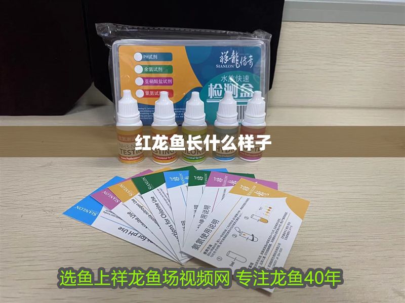 紅龍魚長什么樣子 紅龍魚長什么樣子 龍魚百科 第1張