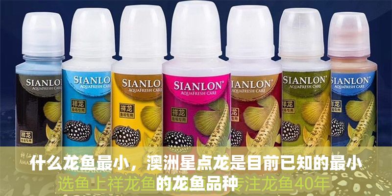 什么龍魚最小，澳洲星點龍是目前已知的最小的龍魚品種