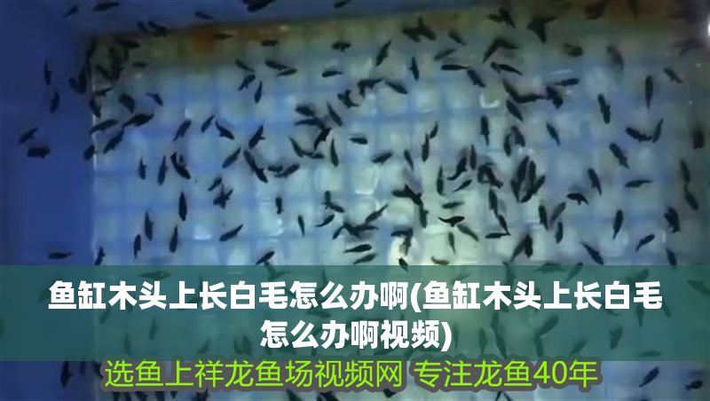 魚缸木頭上長白毛怎么辦啊(魚缸木頭上長白毛怎么辦啊視頻)