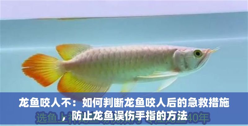 龍魚咬人不：如何判斷龍魚咬人后的急救措施，防止龍魚誤傷手指的方法