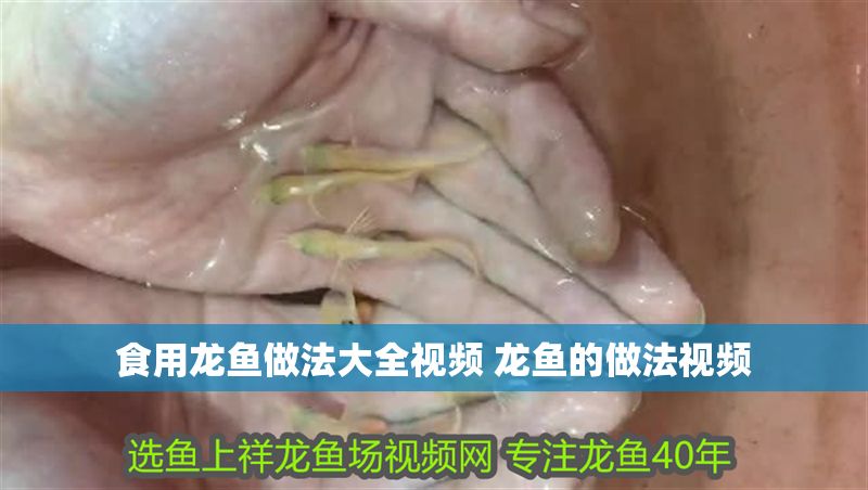 食用龍魚做法大全視頻 龍魚的做法視頻