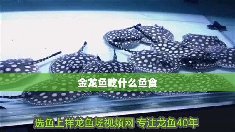金龍魚吃什么魚食 龍魚百科 第2張 金龍魚吃什么魚食 金龍魚吃什么魚食 龍魚百科 第2張