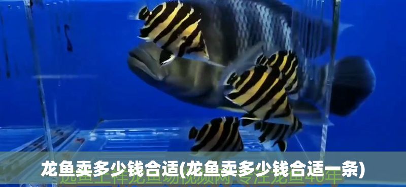 龍魚賣多少錢合適(龍魚賣多少錢合適一條)