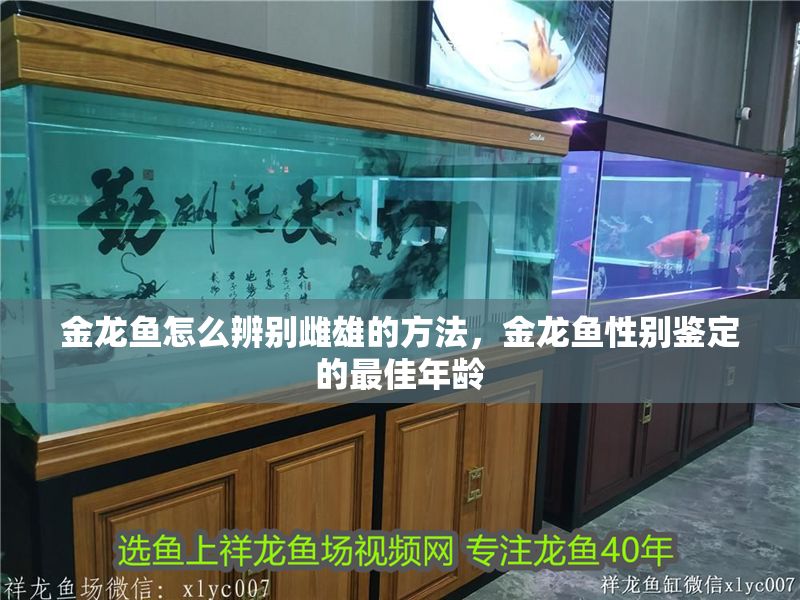 金龍魚怎么辨別雌雄的方法，金龍魚性別鑒定的最佳年齡