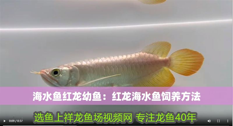 海水魚紅龍幼魚：紅龍海水魚飼養(yǎng)方法