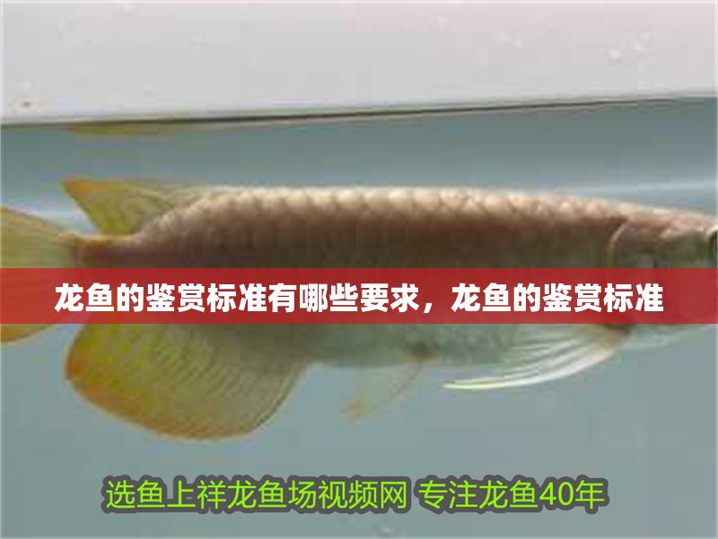 龍魚的鑒賞標準有哪些要求，龍魚的鑒賞標準 龍魚的鑒賞標準有哪些要求，龍魚的鑒賞標準 龍魚百科 第1張