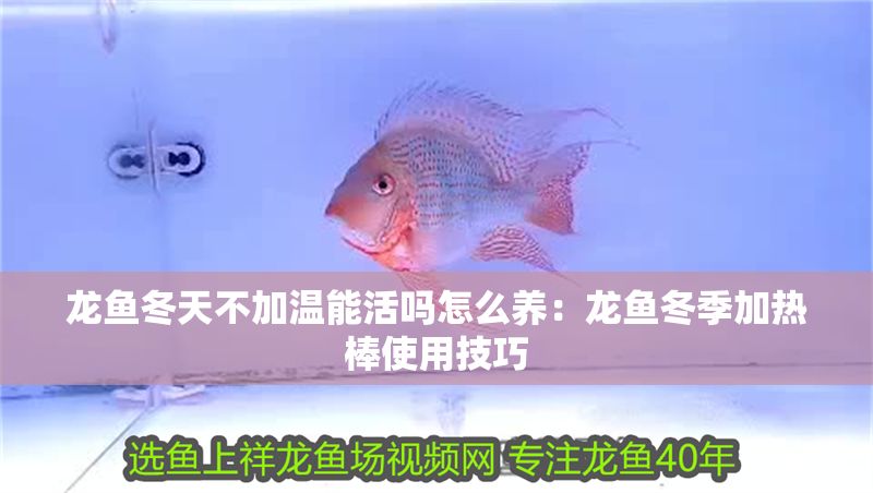 龍魚冬天不加溫能活嗎怎么養：龍魚冬季加熱棒使用技巧