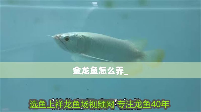 金龍魚怎么養(yǎng)_ 金龍魚怎么養(yǎng)_ 龍魚百科 第2張