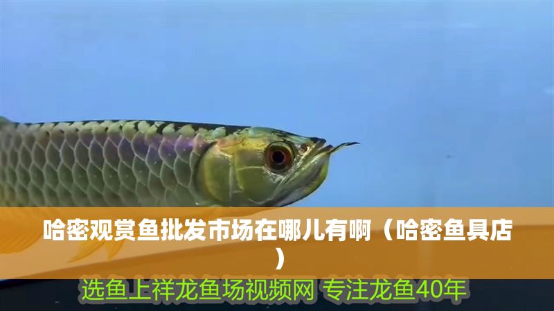 哈密觀賞魚批發市場在哪兒有啊（哈密魚具店）
