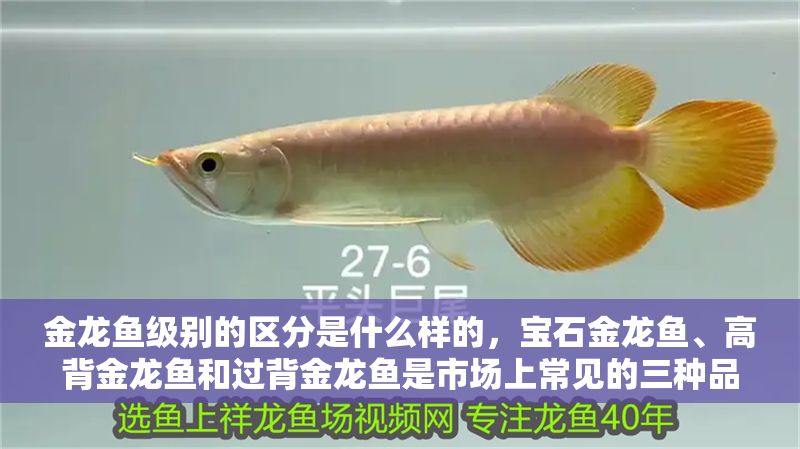 金龍魚級別的區分是什么樣的，寶石金龍魚、高背金龍魚和過背金龍魚是市場上常見的三種品相級別