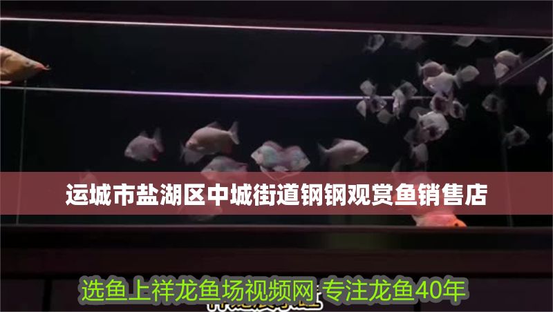 運城市鹽湖區中城街道鋼鋼觀賞魚銷售店 全國水族館企業名錄 第1張 運城市鹽湖區中城街道鋼鋼觀賞魚銷售店 運城市鹽湖區中城街道鋼鋼觀賞魚銷售店 全國水族館企業名錄 第1張