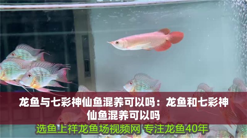 龍魚與七彩神仙魚混養(yǎng)可以嗎：龍魚和七彩神仙魚混養(yǎng)可以嗎