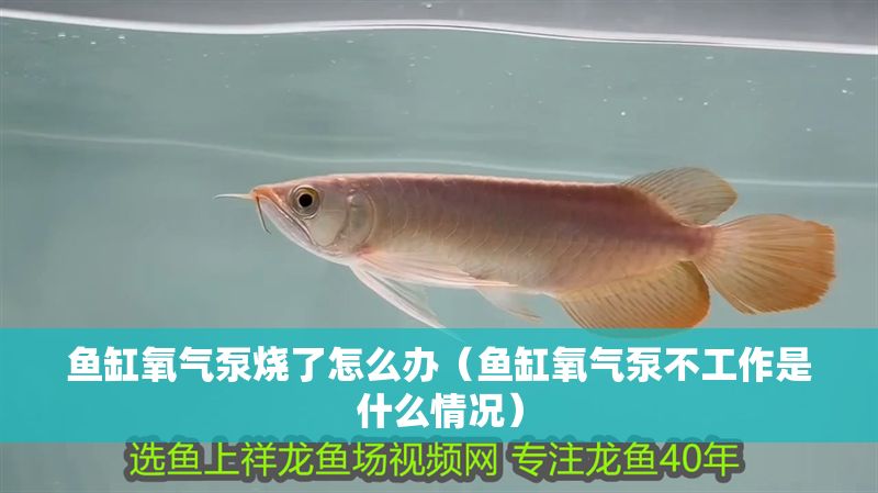 魚缸氧氣泵燒了怎么辦（魚缸氧氣泵不工作是什么情況）